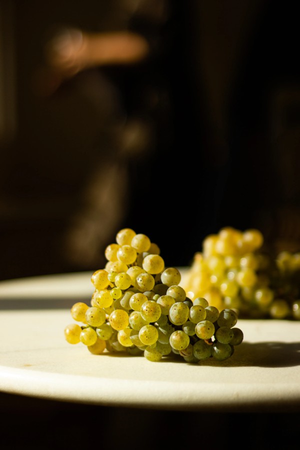 Grüne Weintrauben liegen auf einem Tisch im warmen Licht mit dunklem Hintergrund